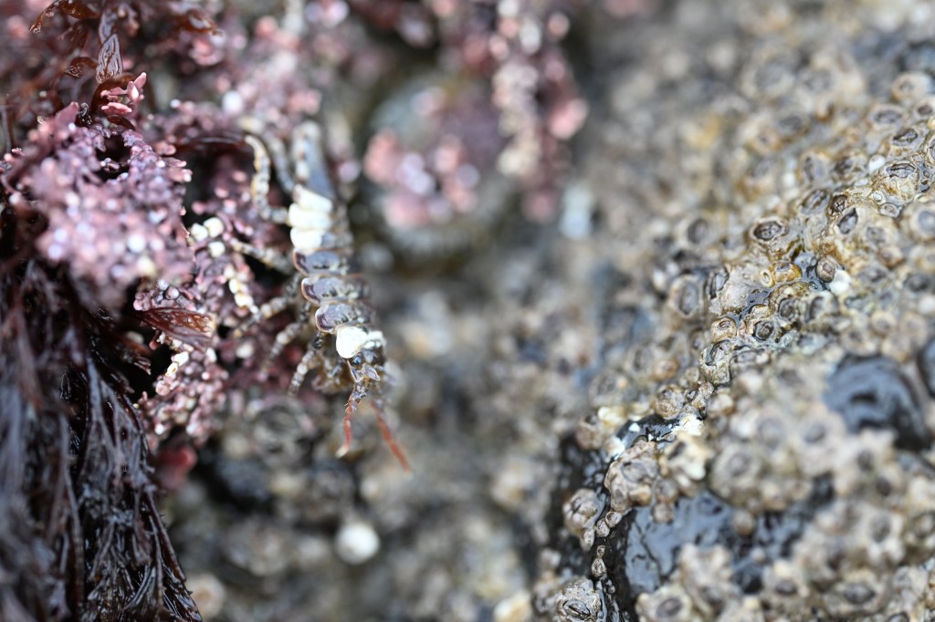 Side view of Synidotea ritteri crawling on low intertidal corallines. 