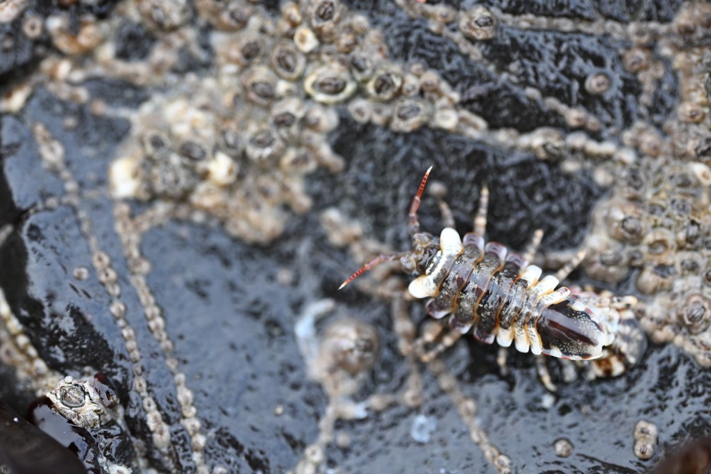 Synidotea ritteri, viewed from above, on a low barnacle-encrusted rock.
