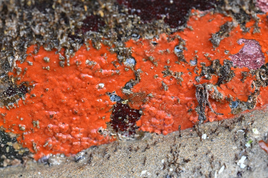 A patch of red encrusting sponge on a vertical rock where it meets the sand.