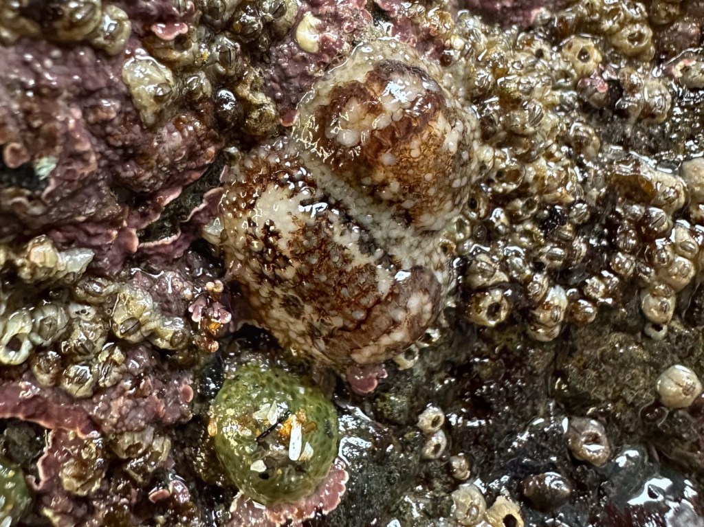 Two adult barnacle-eating dorids Onchidoris bilamellata on a bed of barnacles.