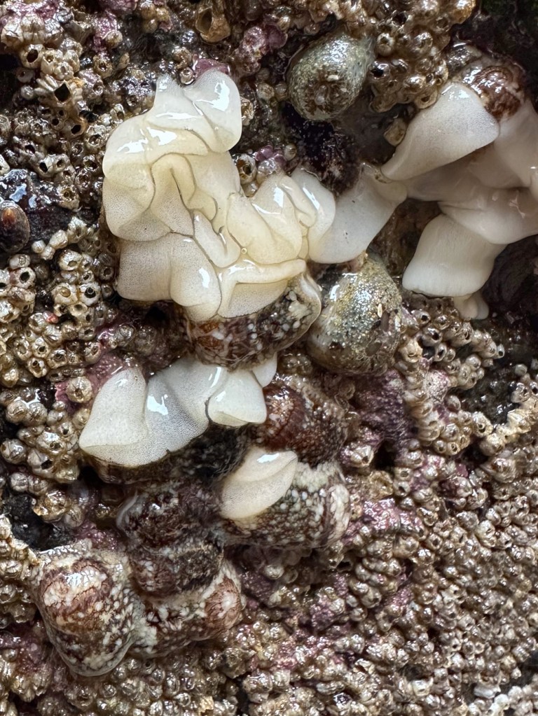 A dozen or so barnacle-eating dorids Onchidoris bilamellata in and around freshly-laid egg ribbons.