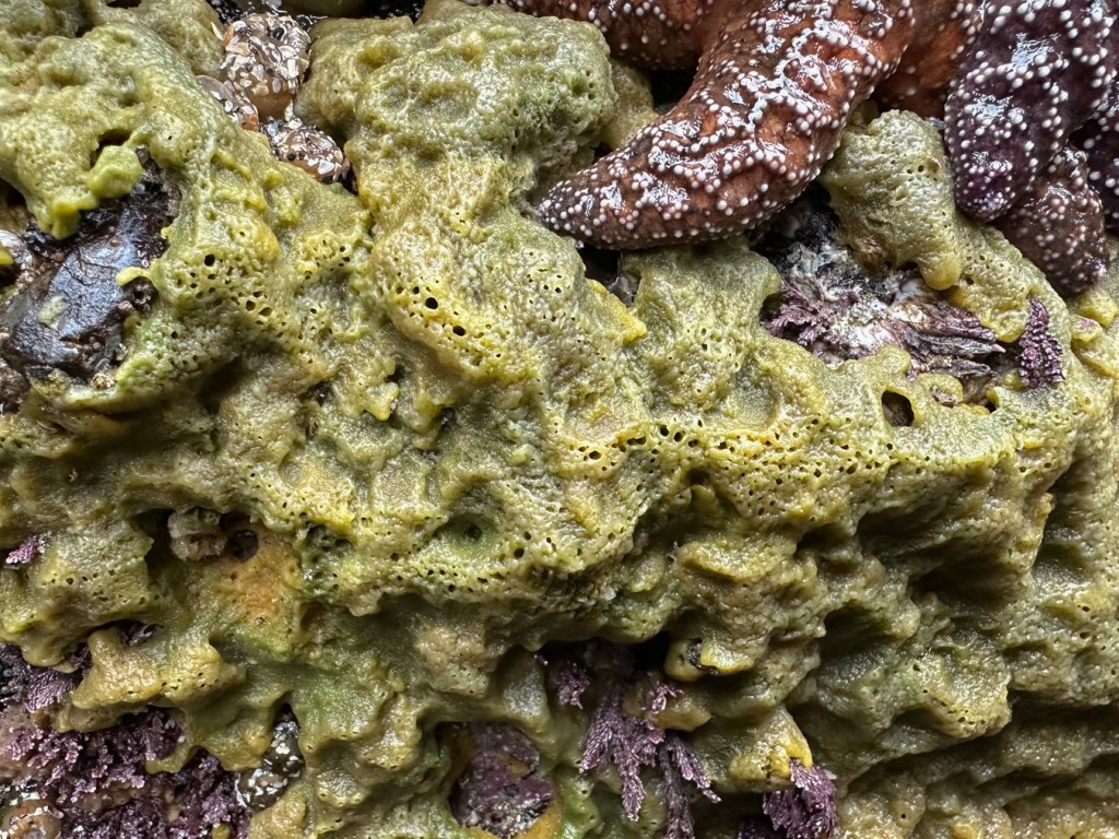 Breadcrumb sponge Halichondria (Halichondria) panicea on a rock wall with a s few Pisaster arms extending onto the scene.