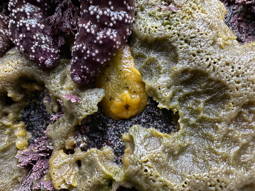 A Monterey dorid Doris montereyensis apparently eating it's way through a patch of breadcrumb sponge Halichondria (Halichondria) panicea.