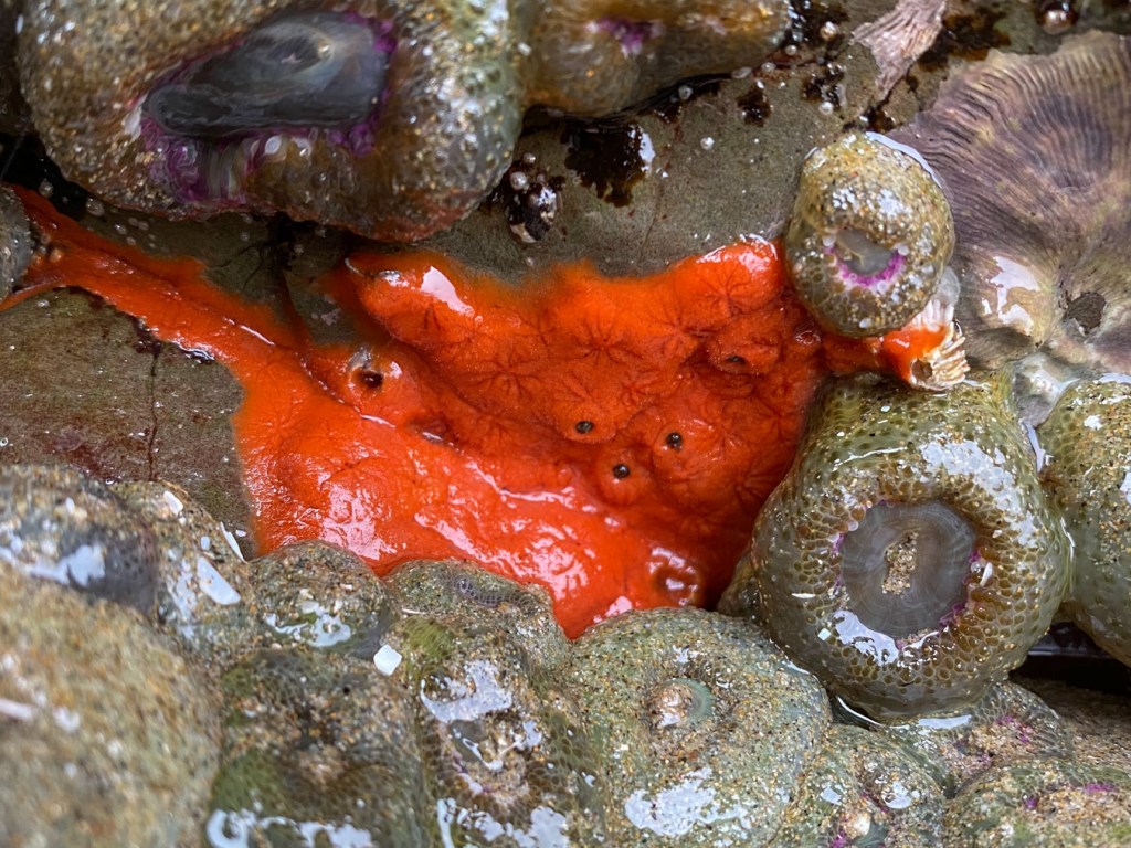 A bright red encrusting sponge surrounded by aggregating anemones, exposed at low tide.