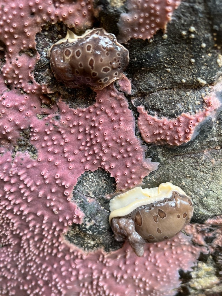 Two nudibranchs Diaulula odonoghuei in recently-eaten open spaces in a patch of purple encrusting sponge Haliclona cinerea (or something very like it) on a vertical rock face.