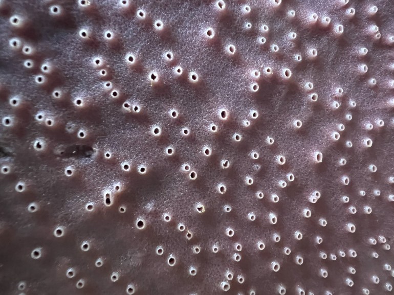 Closeup of a patch of purple encrusting sponge Haliclona cinerea (or something very like it), highlighting the oscula.