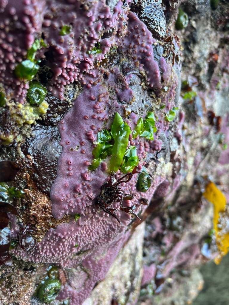 Purple encrusting sponge Haliclona cinerea (or something very like it) on a vertical rock wall. A few giant green anemones, some Ulva, and an inscrutable red seaweed share the scene.
