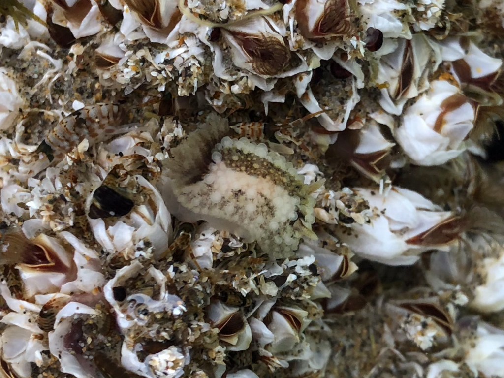 Barnacle-eating dorid Onchidoris bilamellata on a bed of barnacles.