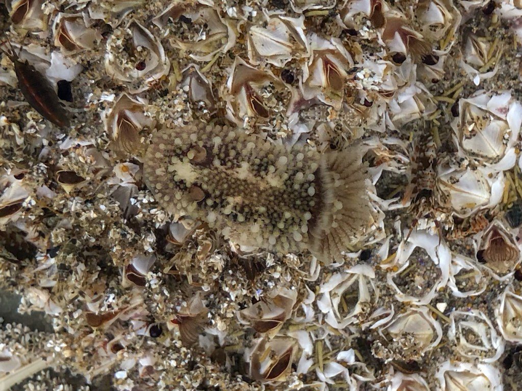 Barnacle-eating dorid Onchidoris bilamellata on a bed of barnacles.