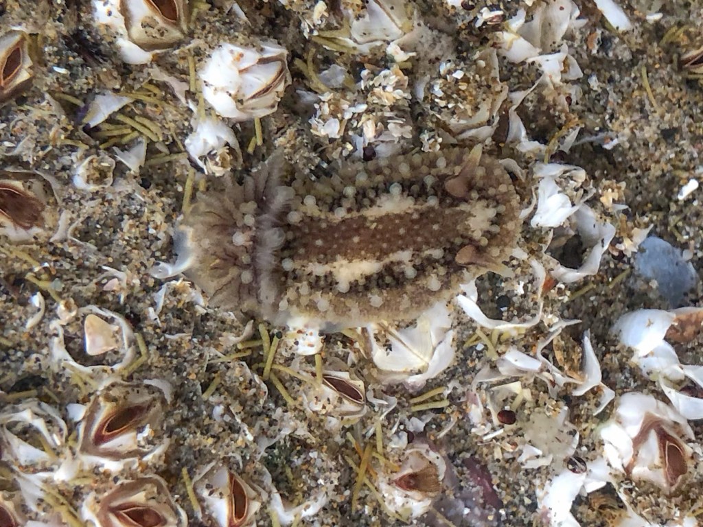 Barnacle-eating dorid Onchidoris bilamellata on a bed of barnacles.