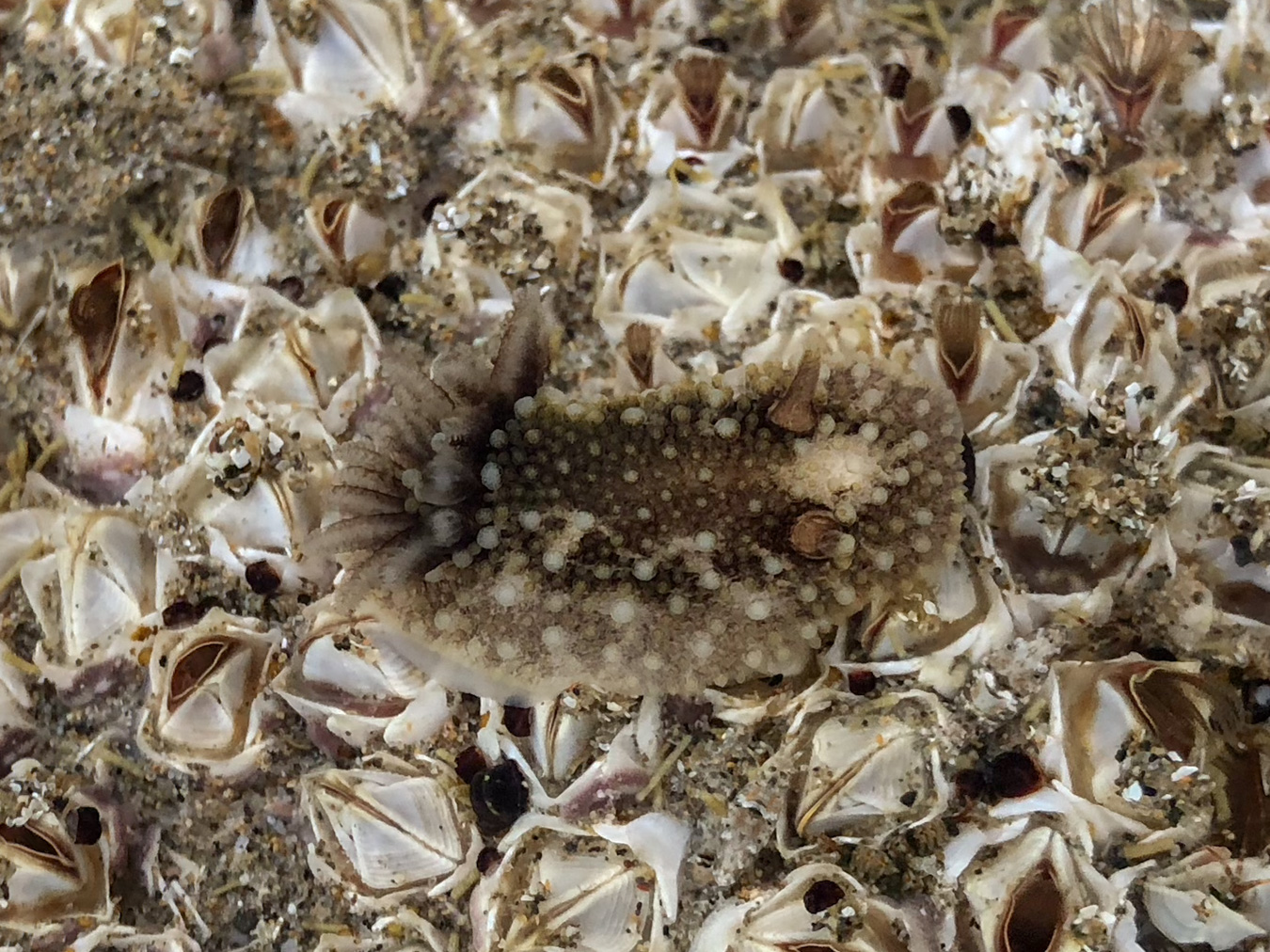 Nudibranchs – theoutershores