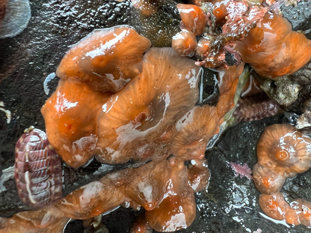 Closeup on a dozen or so highly retracted orange short plumose anemones Metridium senile exposed by low tide. A couple lined chitons share the scene.