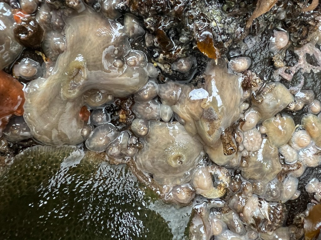 Multiple size classes of retracted short plumose anemones Metridium senile, the gray form, exposed by low tide.