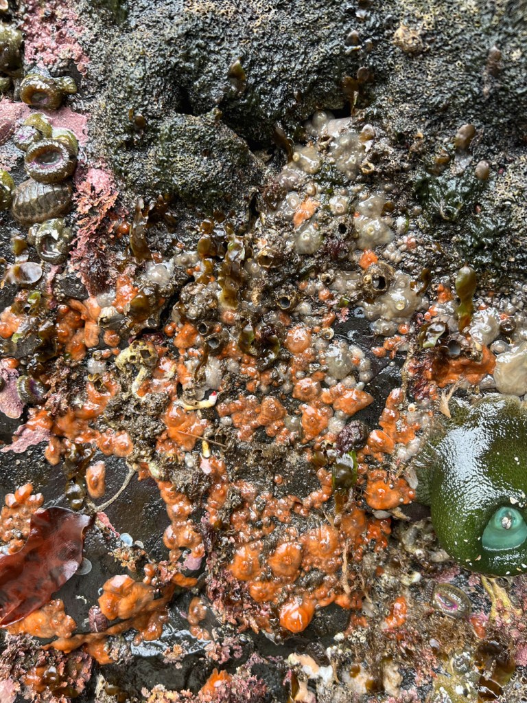 A rock wall populated by multiple size classes of retracted short plumose anemones Metridium senile exposed by low tide. Both orange and gray color forms are present.
