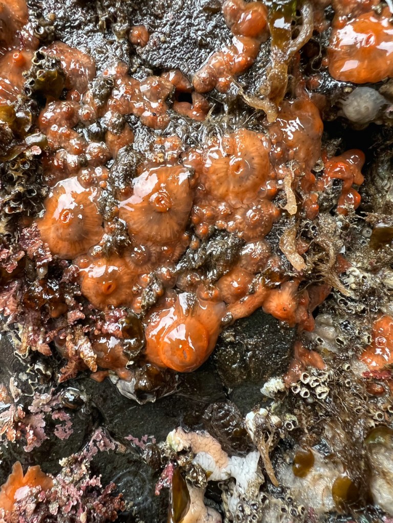 Multiple size classes of retracted short plumose anemones Metridium senile, the orange form, exposed by low tide.
