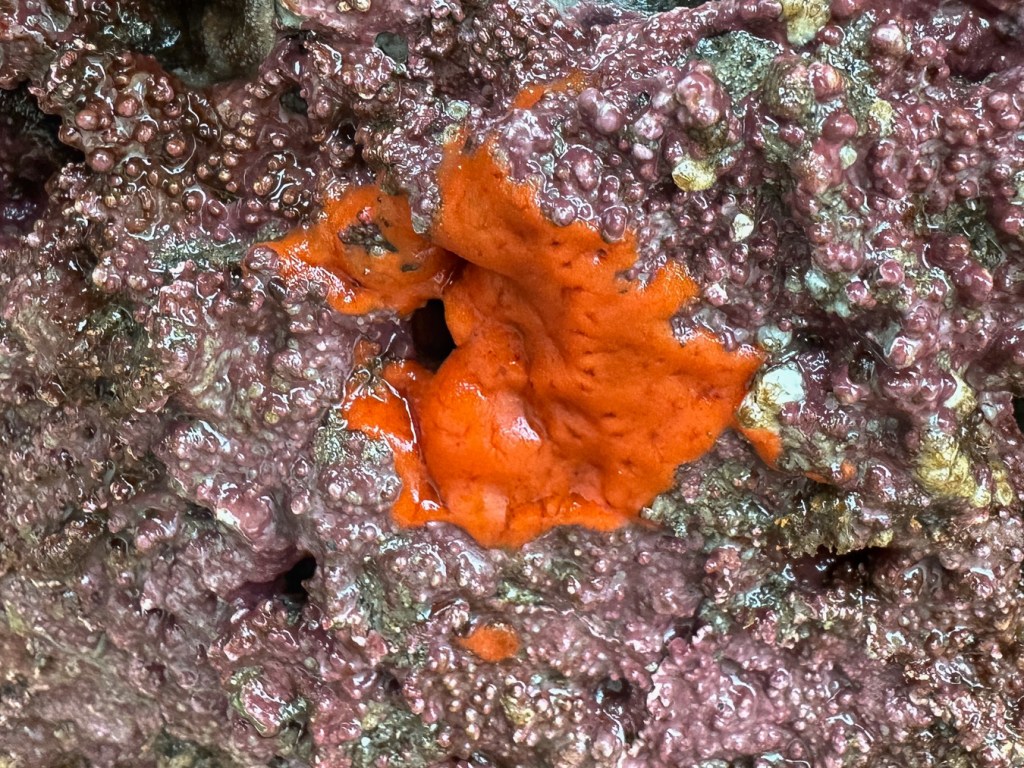 A red encrusting sponge surrounded by crustose corallines.