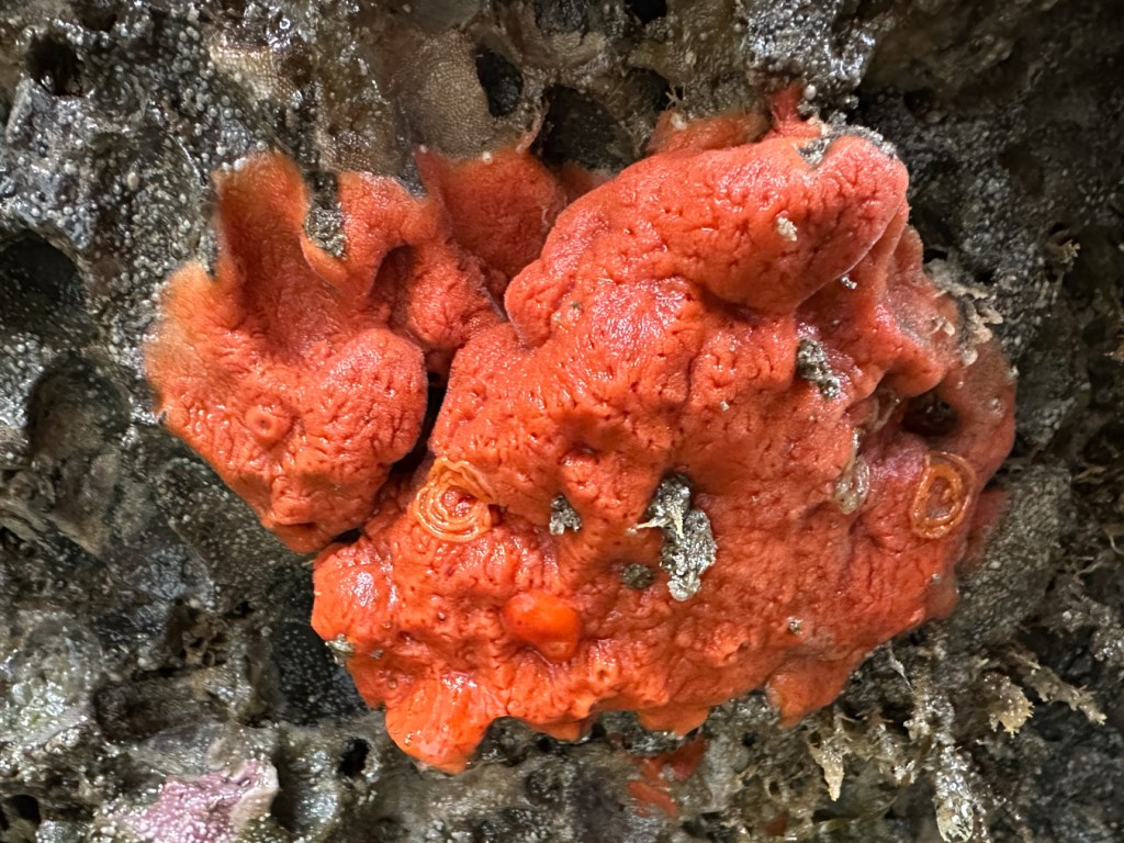 A red encrusting sponge, maybe Clathria pennata, hosts at least one red sponge nudibranch Rostanga pulchra and two egg ribbons.