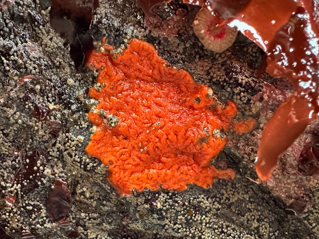 A red encrusting sponge surrounded by lots of tiny barnacles, a pink-tipped green anemone, and some inscrutable red blades.