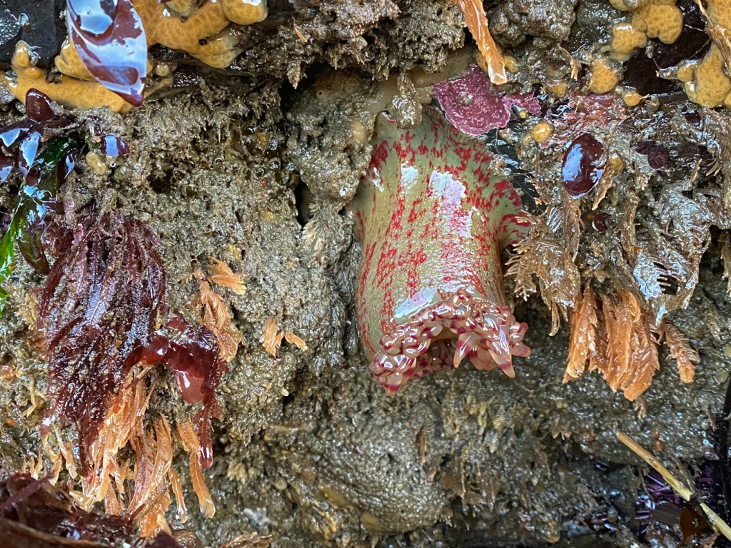 A painted anemone Urticina grebelnyi (with mottled red streaks) hanging down with semi-retracted tentacles.