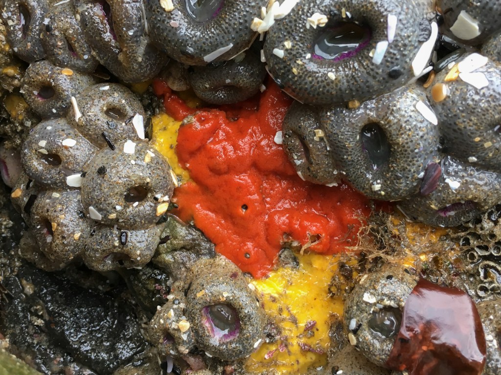 A bright red encrusting sponge surrounded by aggregating anemones, exposed at low tide