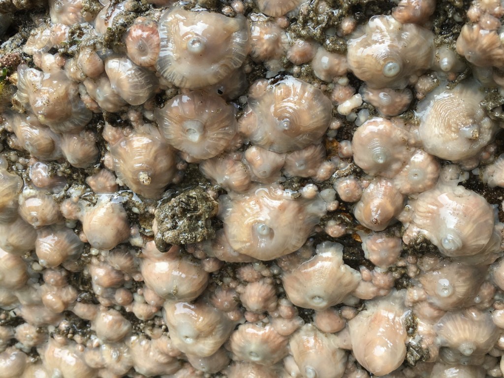 Multiple size classes of retracted short plumose anemones Metridium senile exposed by low tide.