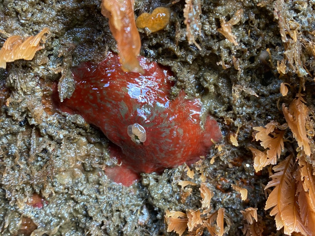 A painted anemone Urticina grebelnyi (red with olive flecks) rests, mostly retracted, under a ledge. Ostrich plume hydroids Aglaophenia share the edges of the scene.