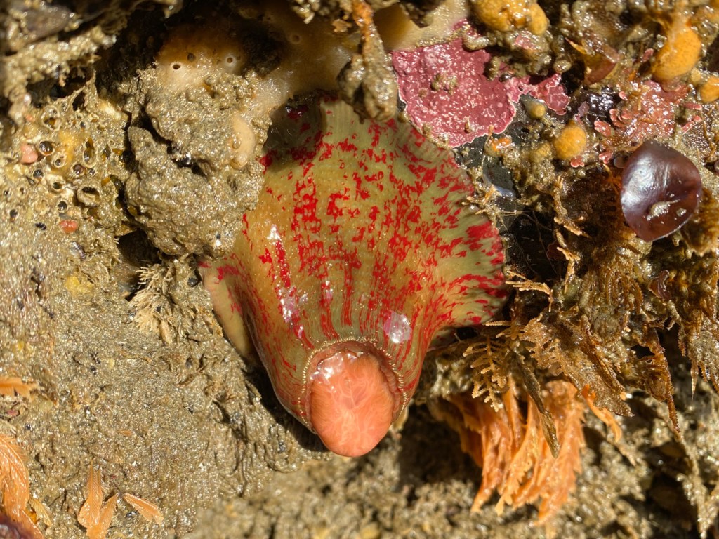 A painted anemone Urticina grebelnyi (with mottled red streaks) hanging down with tentacles retracted and stomach (or something like it) slightly protruding through the oral opening.