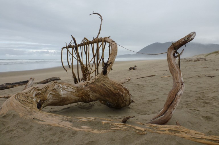 A curving branch of a drifted tree is draped with bull kelp. A distant headland. Sky mostly cloudy.