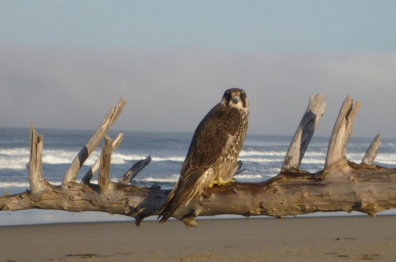 A young peregrine falcon perches on a branch of a drifted tree overlooking the beach and surf zone.