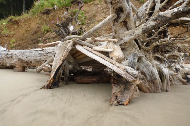 A driftwood shelter on the back of the beach anchored by the rootball of a large drifted tree.