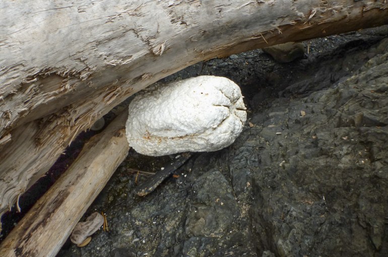 A kind fat sausage-shaped styrofoam float rests wedged between rock and driftwood.