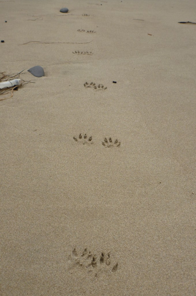 Tracks in the sand, river otter, probably, leading off into the distance.
