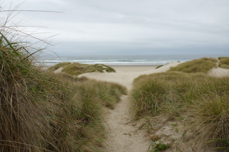 Trail down the foredune to the beach cuts through the beachgrass Ammophila.