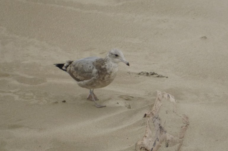 A curious California gull exploring the beach.