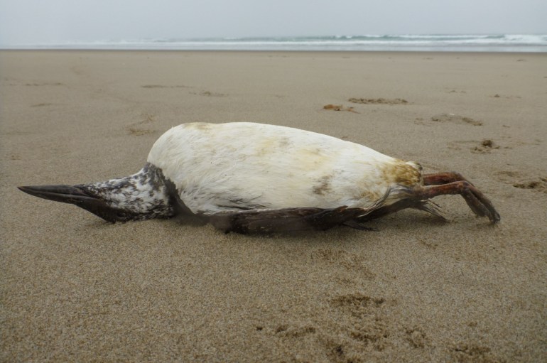 A drifted common murre carcass rests on the beach.