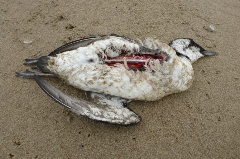 An unidentified alcid carcass rests on the sand, breast meat partially eaten.