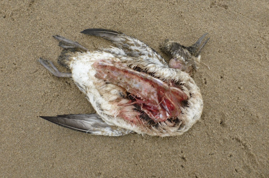An unidentified alcid carcass rests on the sand.