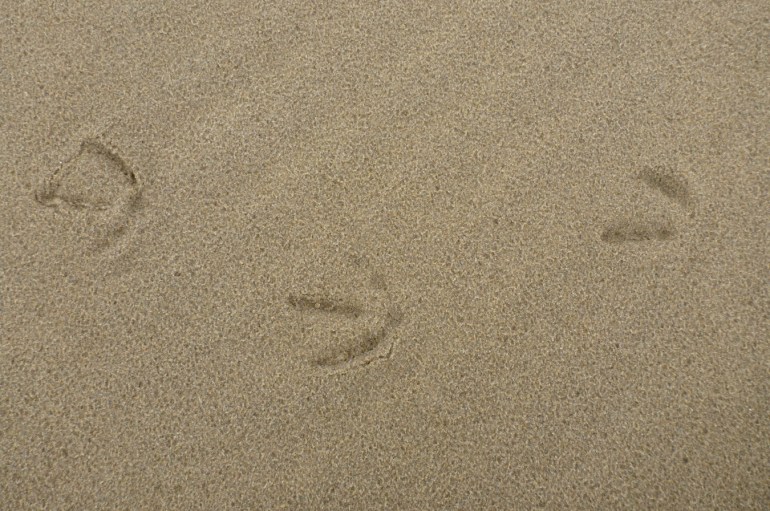 Three gull footprints and raindrops in the sand.