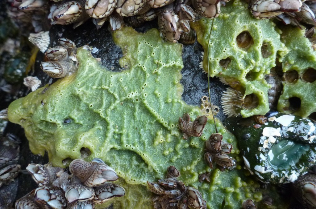 Breadcrumb sponge Halichondria (Halichondria) panicea on a rock wall with gooseneck barnacles, thatched barnacles, and a giant green anemone.