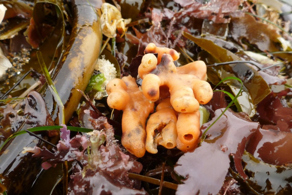 A drifted orange finger sponge Isodictya rigida resting in a mass of sea wrack.