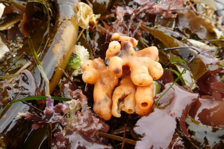 A drifted orange finger sponge Isodictya rigida among resting in a mass of sea wrack.