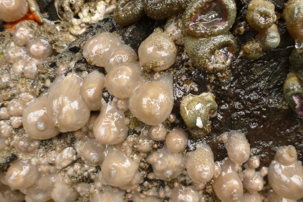 Multiple size classes of short plumose anemones Metridium senile exposed by low tide. A few pink-tipped green anemones share the scene.