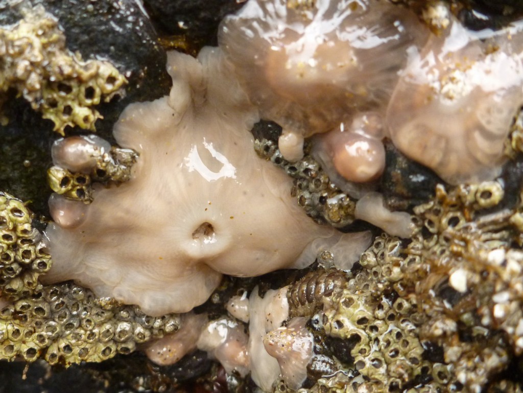 Closeup on three highly retracted short plumose anemones Metridium senile exposed by low tide. Barnacles share the scene.