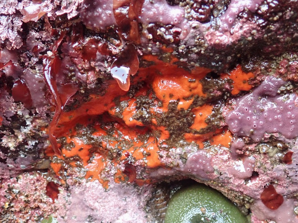A red encrusting sponge mostly surrounded by purple encrusting sponge Haliclona.
