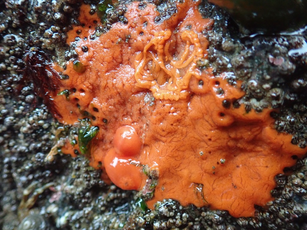 A red encrusting sponge, maybe Clathria pennata, hosts a pair of red sponge nudibranchs Rostanga pulchra and their egg ribbon(s).