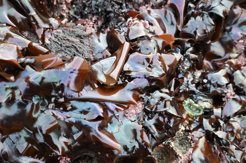 A profusion of iridescent Mazzaella blades atop a low surf-swept rock.