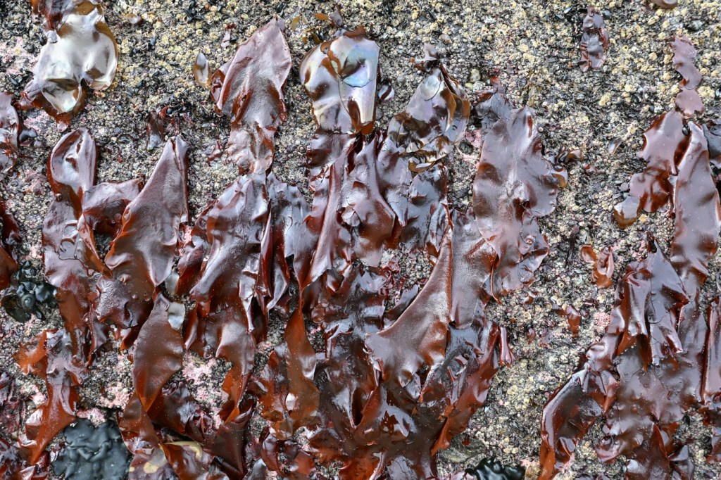Several large reddish Mazzaella blades hanging down the side of a rock.