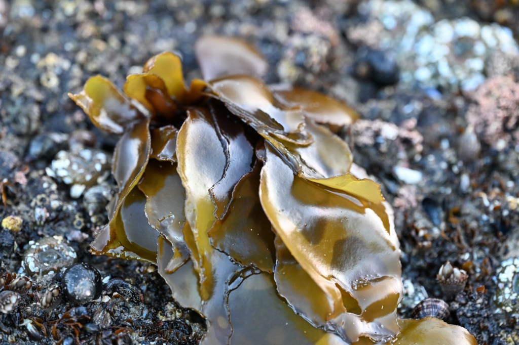 Yellowish-brown blades with purplish-brown bases atop a surf-swept rock mid intertidal rock. Anthopleura elegantissima and Nucella share the scene.