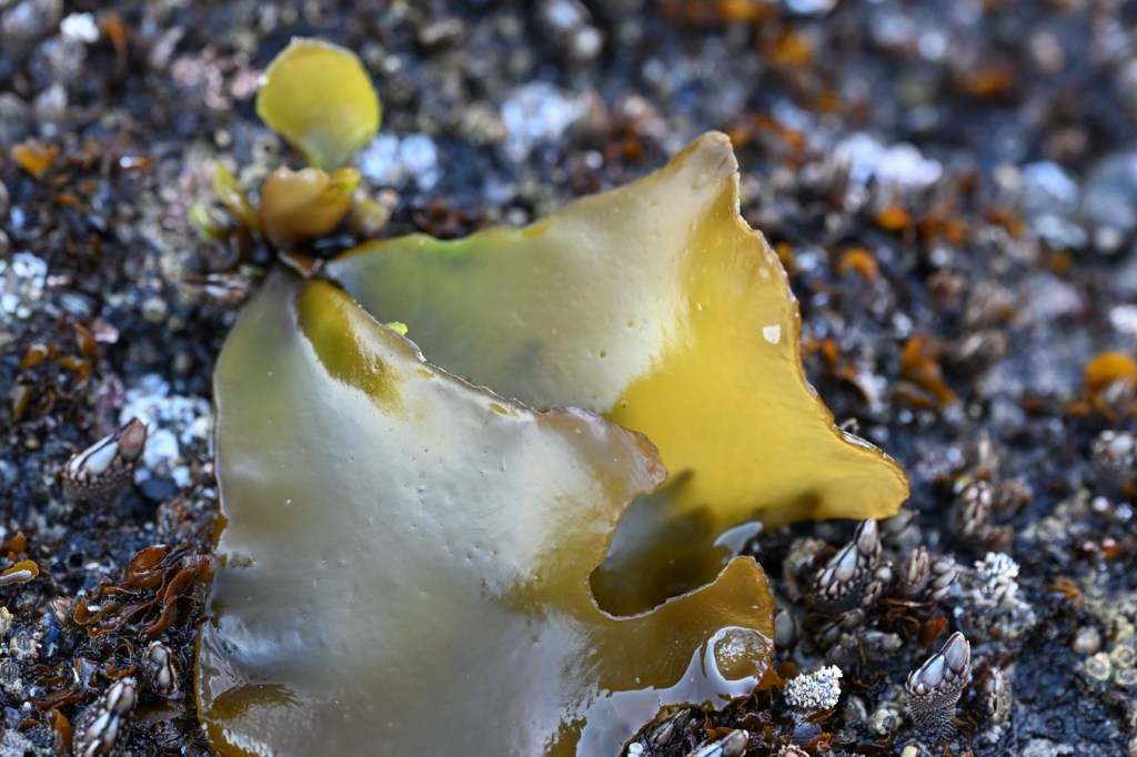 Yellowish blades with purplish-brown bases atop a surf-swept rock.