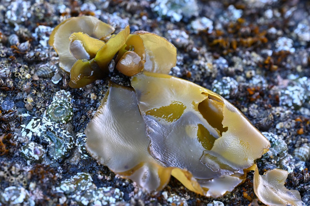Yellowish blades with purplish-brown bases atop a surf-swept rock mid intertidal rock. Anthopleura elegantissima and Nucella share the scene.